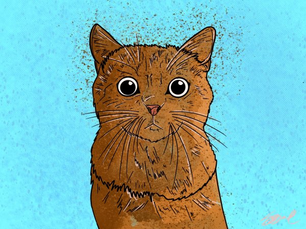 #cat
